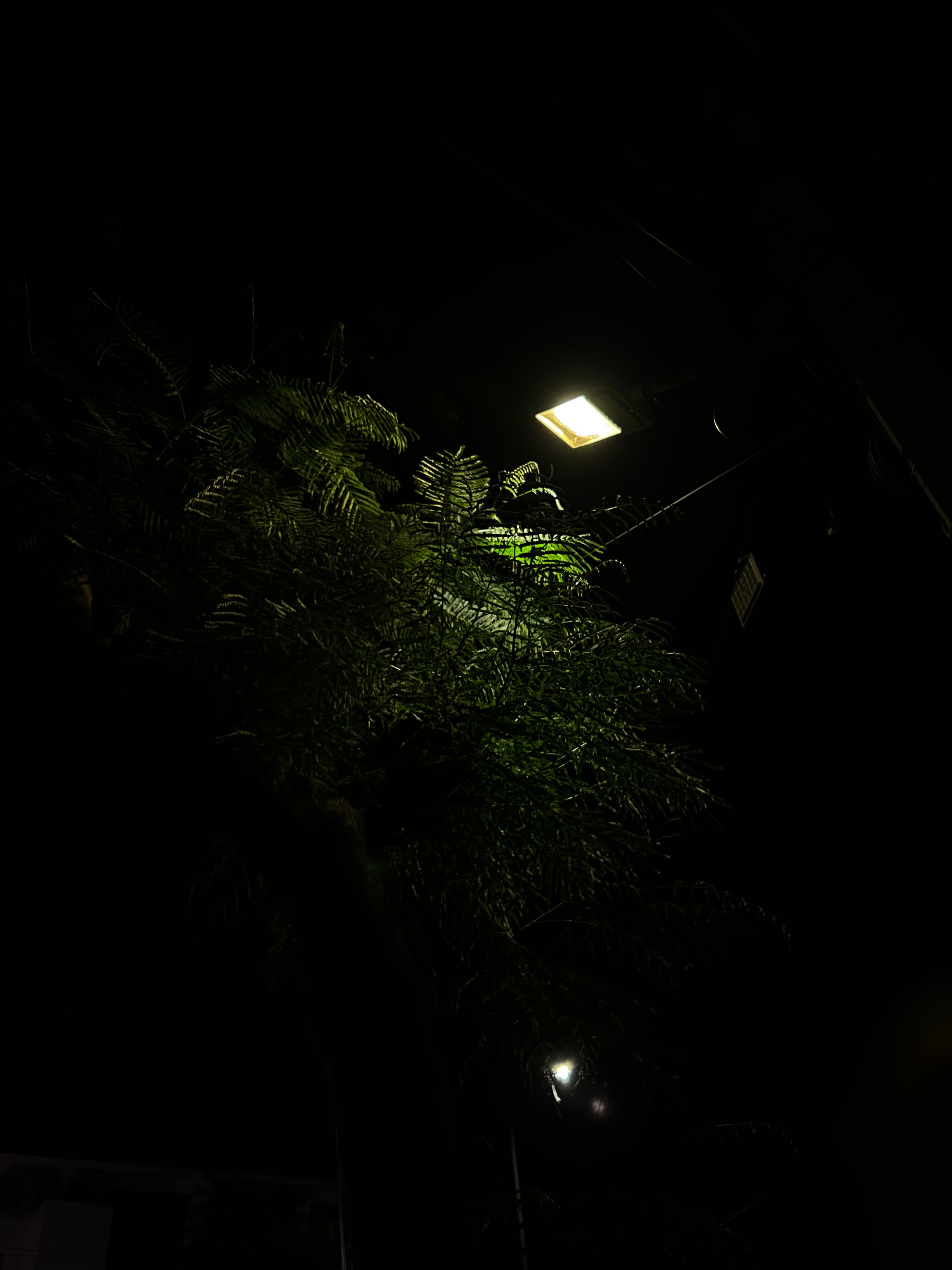 Illuminated Leaves
